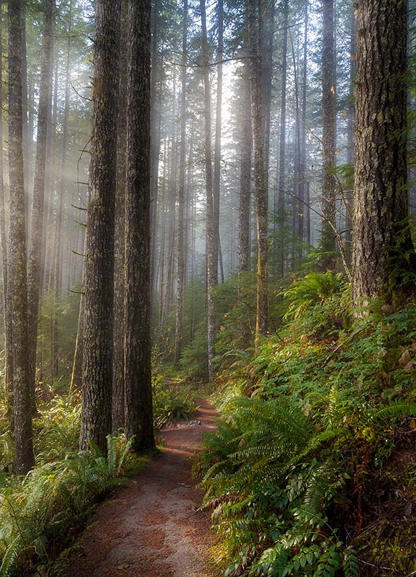 Sun Beams along Hiking Trail in Washington State Park
