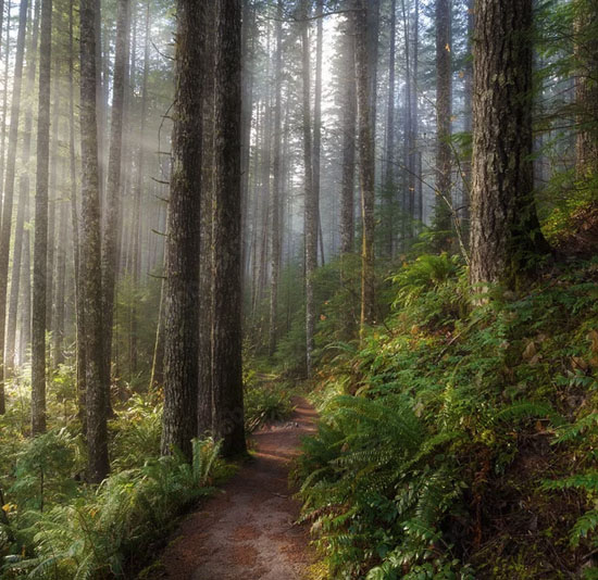 Sun Beams along Hiking Trail in Washington State Park